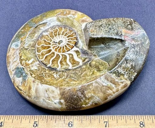 FO500 Ammonite Bowl - Image 2