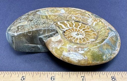 FO500 Ammonite Bowl - Image 3