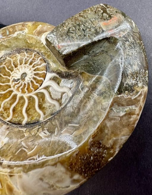 FO500 Ammonite Bowl - Image 5