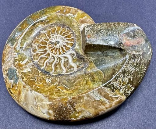 Ammonite Bowl