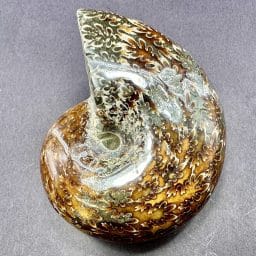 Ammonite