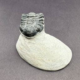 Trilobite