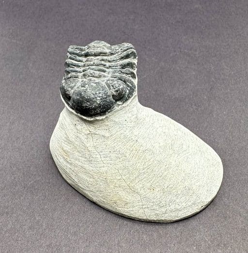 Trilobite