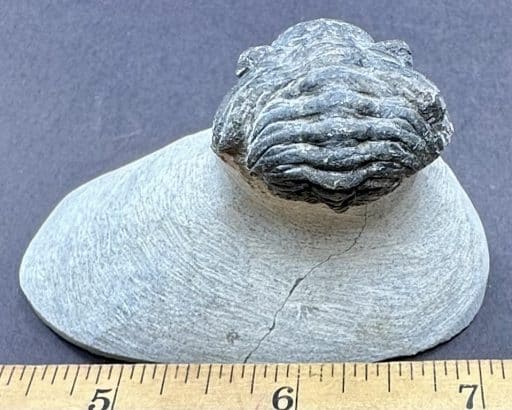 FO700 Trilobite - Image 2