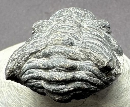 Trilobite