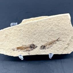 Knightia Fossilized Fish