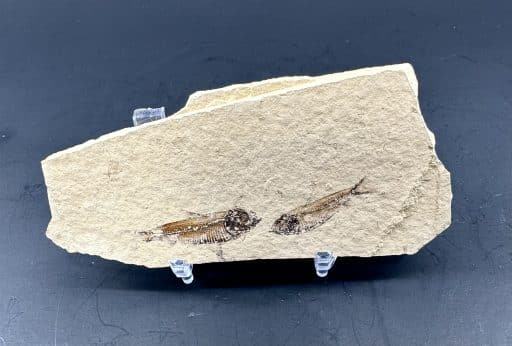 Knightia Fossilized Fish