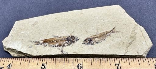 FO802 Knightia Fossilized Fish - Image 3