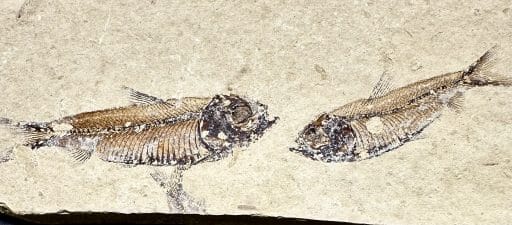 Knightia Fossilized Fish