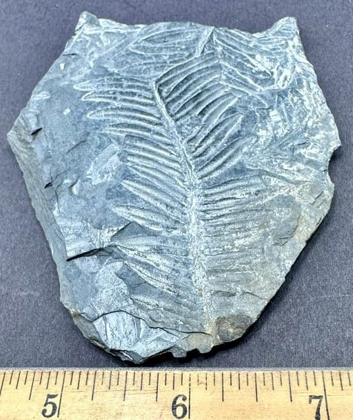 FO818 Fossil Fern Leaf - Image 3