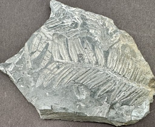 Fossil Leaf