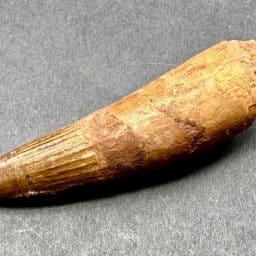 Fossil Spinosaurus Tooth