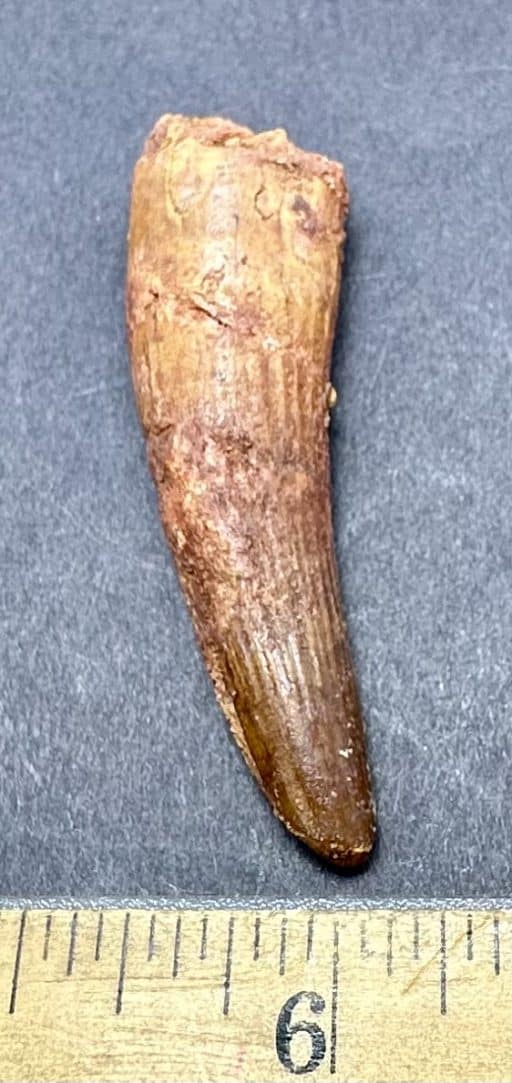 FO820 Fossil Spinosaurus Tooth - Image 4