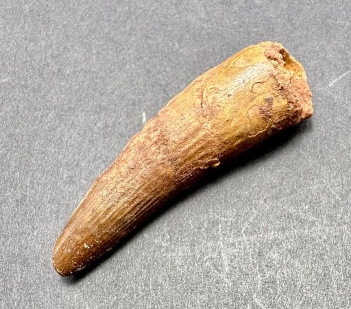 FO820 Fossil Spinosaurus Tooth - Image 5