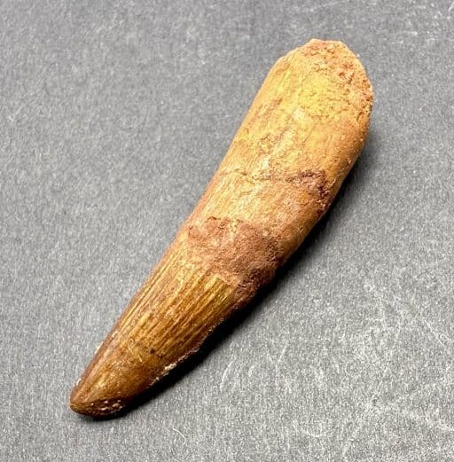 Fossil Spinosaurus Tooth