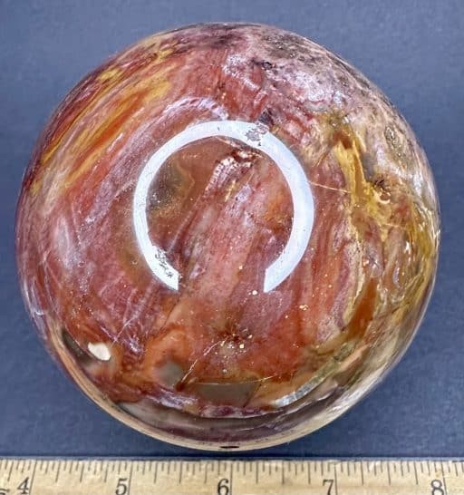 SP107 Petrified Wood - Image 4