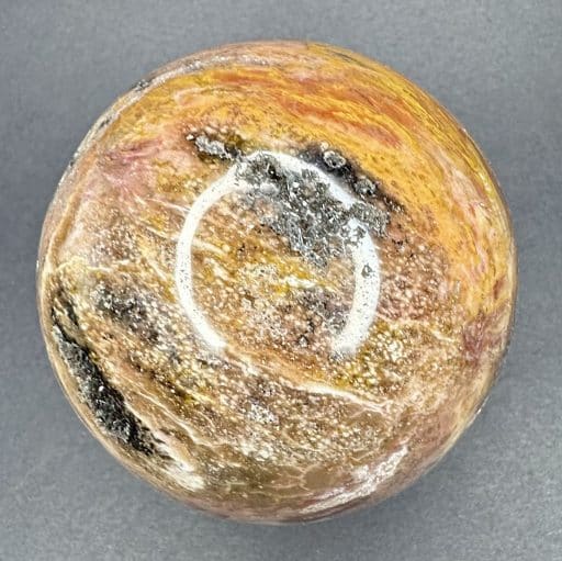 SP107 Petrified Wood - Image 5