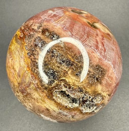 SP107 Petrified Wood - Image 6