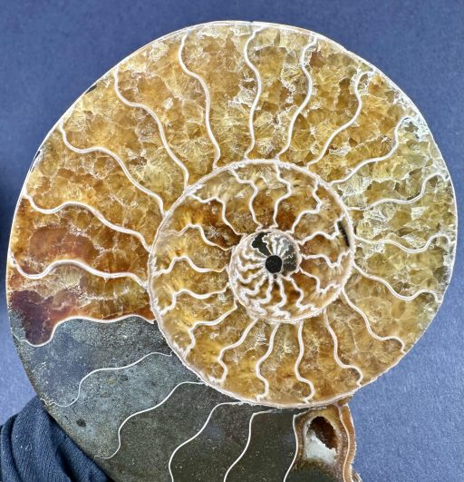 Ammonite