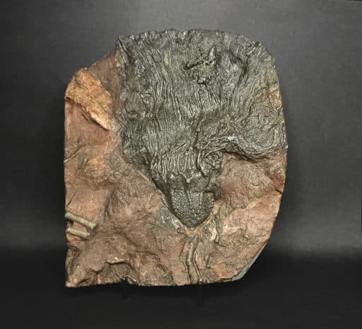 Crinoid