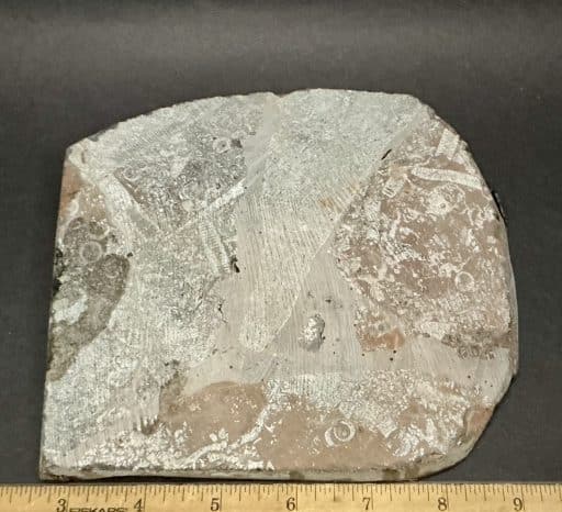 Crinoid