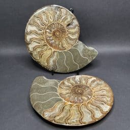 Ammonite