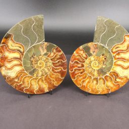 Ammonite