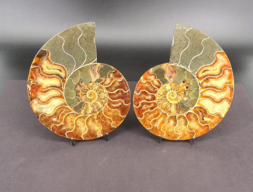 Ammonite