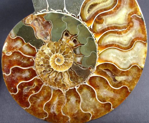 Ammonite