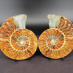 Ammonite