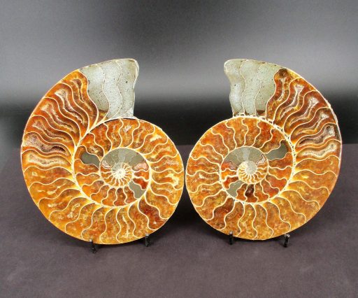 Ammonite