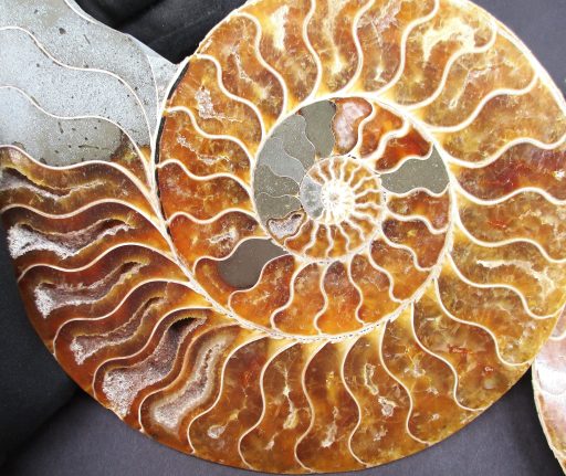 Ammonite