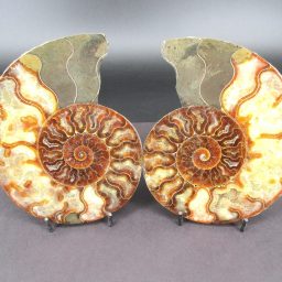 Ammonite