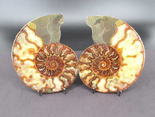 Ammonite