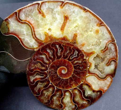 Ammonite