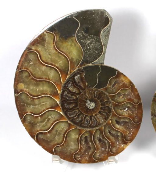 pair of Ammonite halves from Madagascar