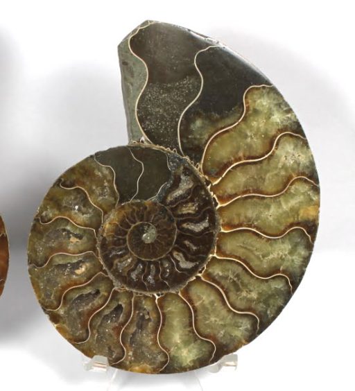 pair of Ammonite halves from Madagascar