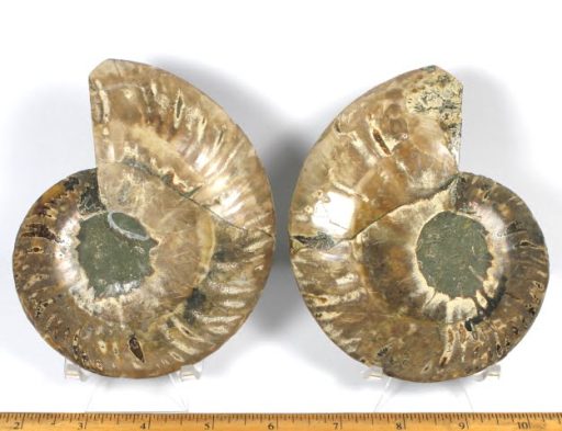 pair of Ammonite halves from Madagascar