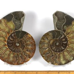 pair of Ammonite halves from Madagascar