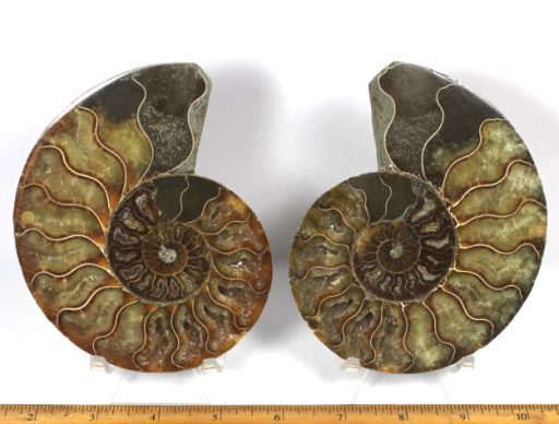 pair of Ammonite halves from Madagascar