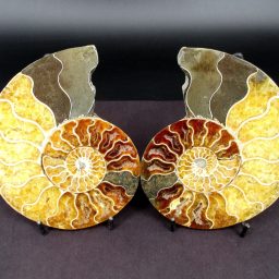 Ammonite