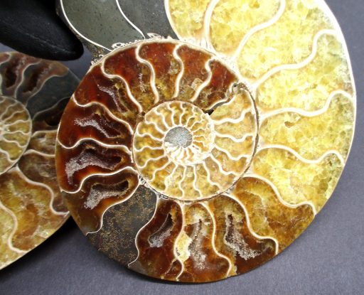 Ammonite