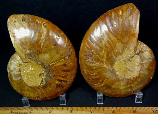 pair of small polished Ammonite halves from Madagascar