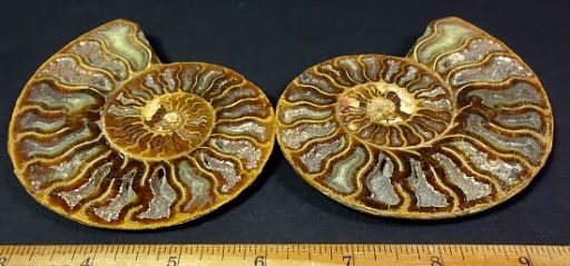 pair of small polished Ammonite halves from Madagascar