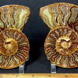 pair of small polished Ammonite halves from Madagascar