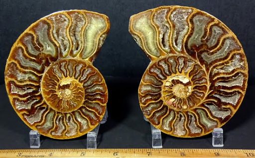 pair of small polished Ammonite halves from Madagascar