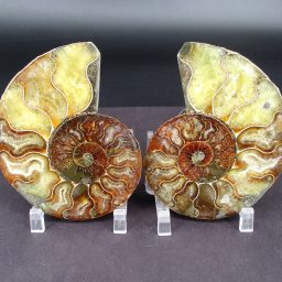 Ammonite