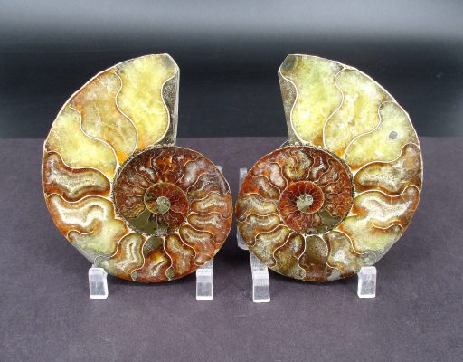 Ammonite