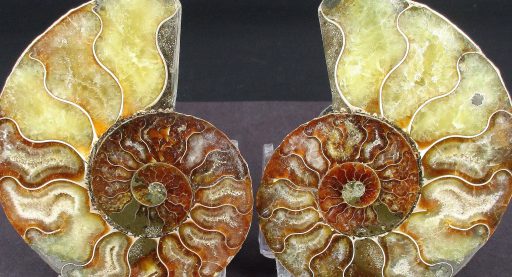 Ammonite