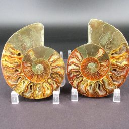 Ammonite